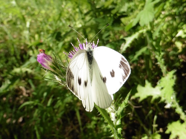 Quale Pieris? Pieris napi